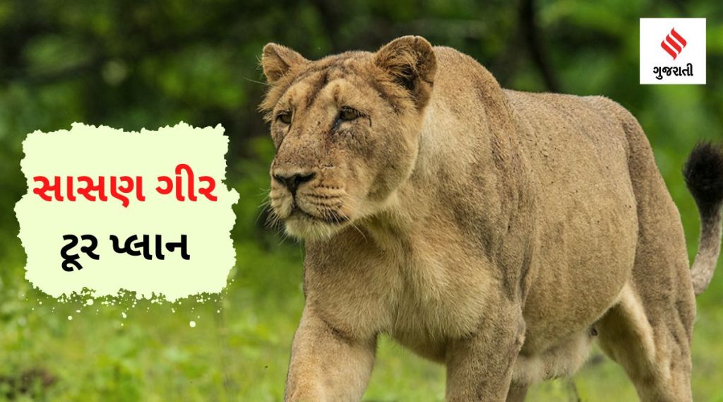 ગુજરાત ટૂર : સાસણ ગીર અભ્યારણ પ્રવાસ માટે કેવી રીતે કરશો ઓનલાઈન બુકિંગ? કેટલો ખર્ચ થાય? જાણો બધું જ