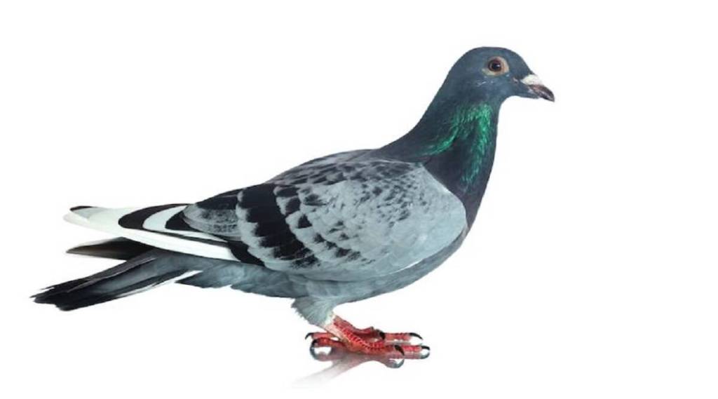 ઘરમાં કબૂતરનું આવવું શુભ હોય કે અશુભ, જાણો શું કહે છે જ્યોતિષ શાસ્ત્ર