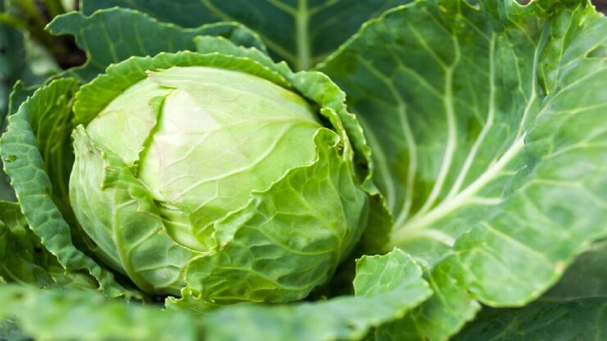 Weight Loss Diet Cabbage Will Control Weight Know Its Benefits