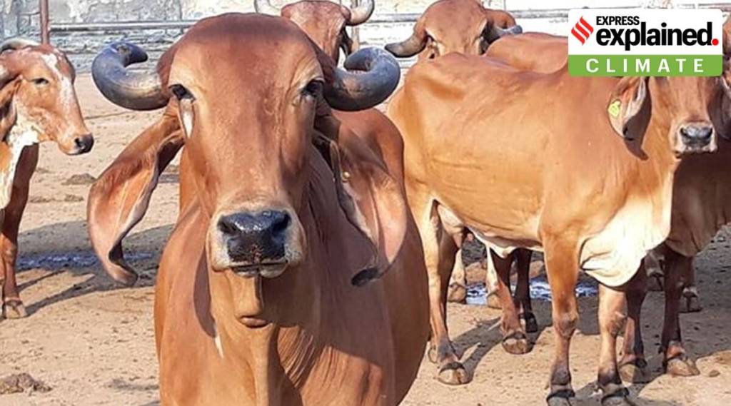 ગાય જેવા પ્રાણીઓ કેવી રીતે આબોહવા પરિવર્તનમાં ફાળો આપે છે?