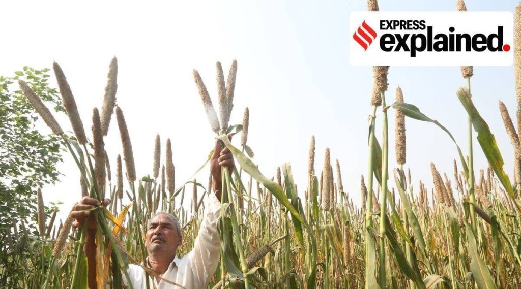 બાજરીને પ્રોત્સાહન આપવા માટે ભારતની વૈશ્વિક પહેલ MIIRA શું છે? શું છે તેનો હેતુ? દરેકે જાણવાની જરૂર બાજરીને પ્રોત્સાહન આપવા માટે ભારતની વૈશ્વિક પહેલ MIIRA શું છે? શું છે તેનો હેતુ? દરેકે જાણવાની જરૂર