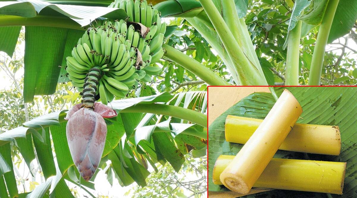 સ્ટ્રીટ ફૂડ વેપારીએ કેળાની ડાળીની બનાવી અનોખી 'ભેલ’Street food vendor