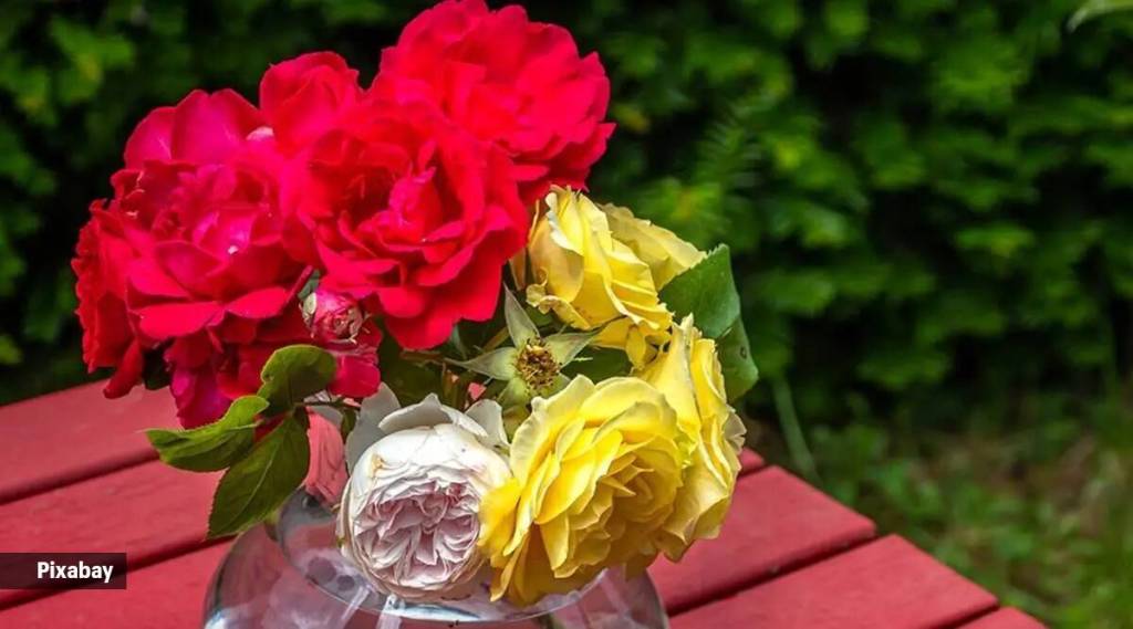 Rose Day: રોઝ ડે ડેટ અને દરેક ગુલાબના રંગનું મહત્વ