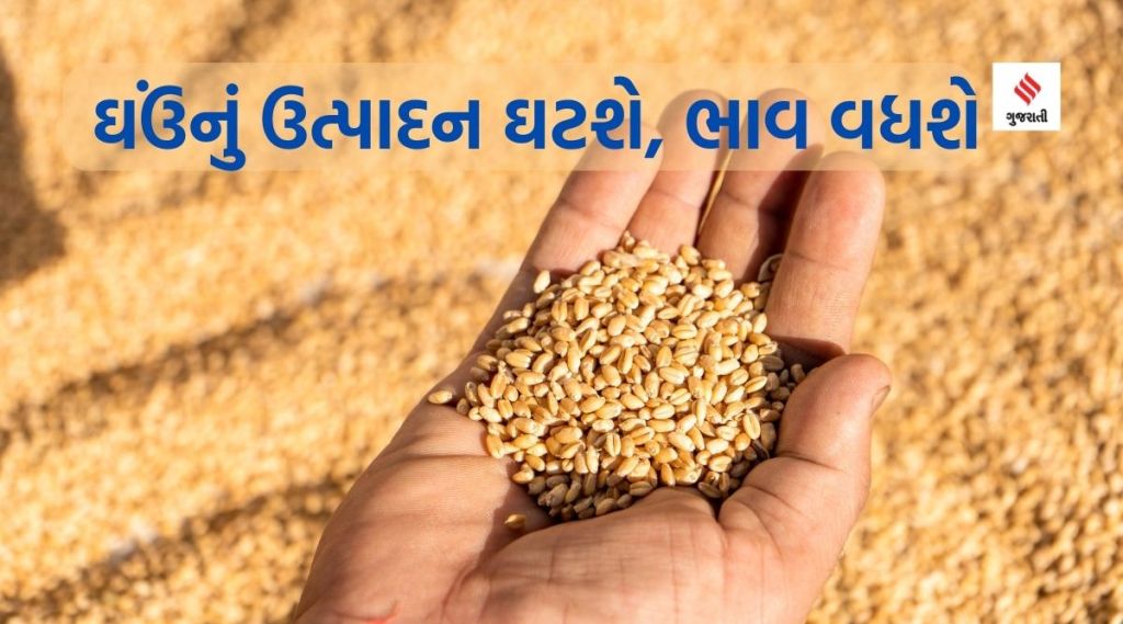 ઘઉંના પાકને ઉંચા તાપમાનથી નુકસાન, ઉત્પાદન ઘટતા ભાવ વધવાની ચિંતા ઘઉંના પાકને ઉંચા તાપમાનથી નુકસાન, ઉત્પાદન ઘટતા ભાવ વધવાની ચિંતા