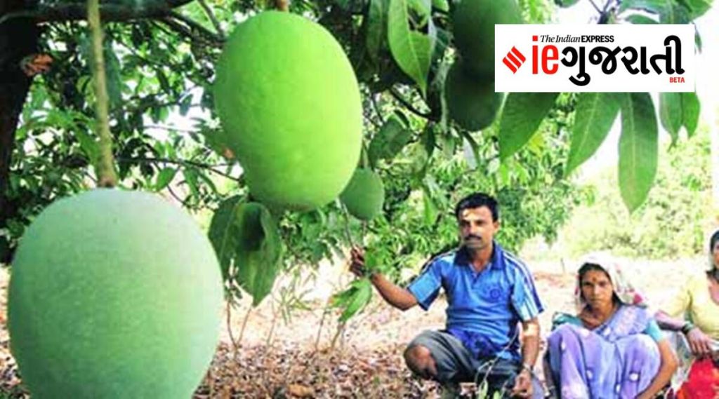 ગુજરાત વરસાદ : ખરાબ હવામાનને કારણે રવિ પાકને 50 ટકા નુકસાન, ધાણા, જીરૂ અને કેરીના પાકને વધારે અસર ગુજરાત વરસાદ : ખરાબ હવામાનને કારણે રવિ પાકને 50 ટકા નુકસાન, ધાણા, જીરૂ અને કેરીના પાકને વધારે અસર