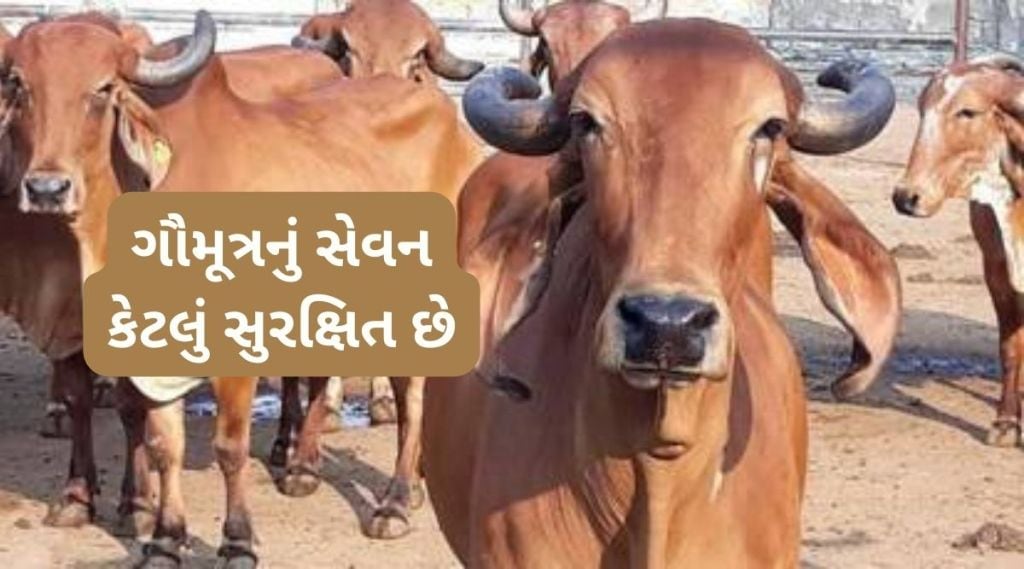 ગૌમૂત્રનું સેવન માનવ શરીર માટે હાનિકારક; શું ભેસના યુરિનનું સેવન કરી શકાય? IVRIના રિપોર્ટમાં ખુલાસો