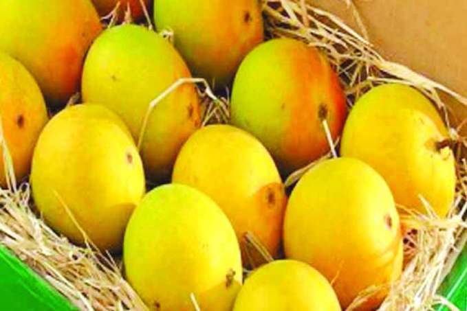 <strong>3. રંગ -</strong><br> હાપુસ કેરી ક્યારેય સંપૂર્ણ પીળી હોતી નથી. કુદરતી રીતે ઉગાડવામાં આવતો હાપુસ પહેલા લીલો, પછી પીળો અને પછી થોડો લાલ રંગનો હોય છે. જો આખી કેરીનો રંગ એક જ હોય, તો તે રસાયણોનો ઉપયોગ કરીને ઉગાડવામાં આવી હોવાની શક્યતા વધુ છે.