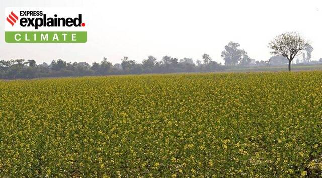 GM Food: ટકાઉ ખાદ્ય ઉત્પાદન માટે શ્રેષ્ઠ માર્ગ કયો હોઈ શકે?