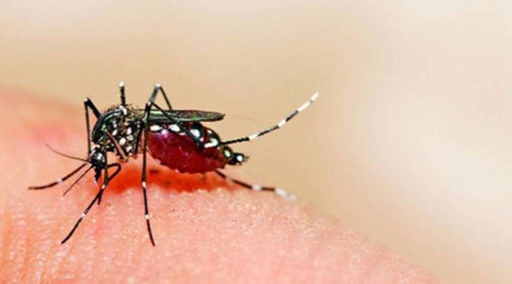 Dengue Virus : નવો અભ્યાસ દર્શાવે છે કે ભારતમાં ડેન્ગ્યુ વાયરસ કેવી રીતે વિકસિત થયો Dengue Virus : નવો અભ્યાસ દર્શાવે છે કે ભારતમાં ડેન્ગ્યુ વાયરસ કેવી રીતે વિકસિત થયો
