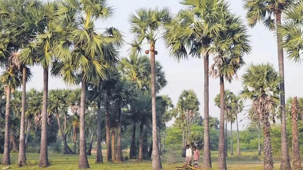 તાડના આ વૃક્ષ પર એક સાપ ફરી રહ્યો છે… 6 સેકન્ડમાં શોધી બતાવો, તો તમે જિનિયસ