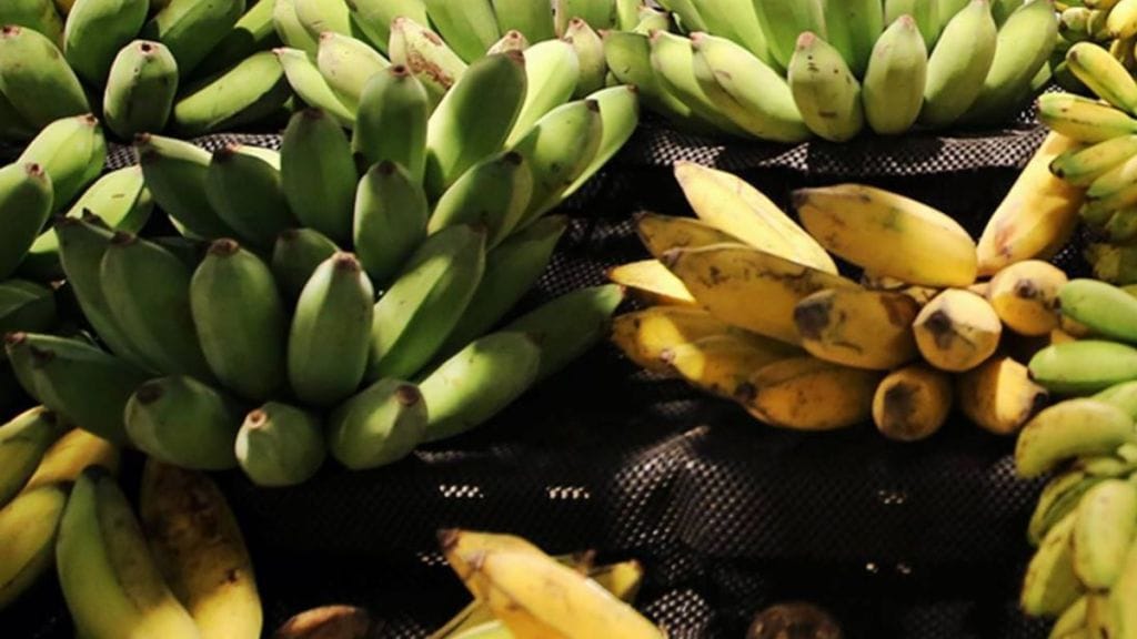 Health Tips : શું તમે કેળાના આ સ્વાસ્થ્ય લાભો વિષે જાણો છે?