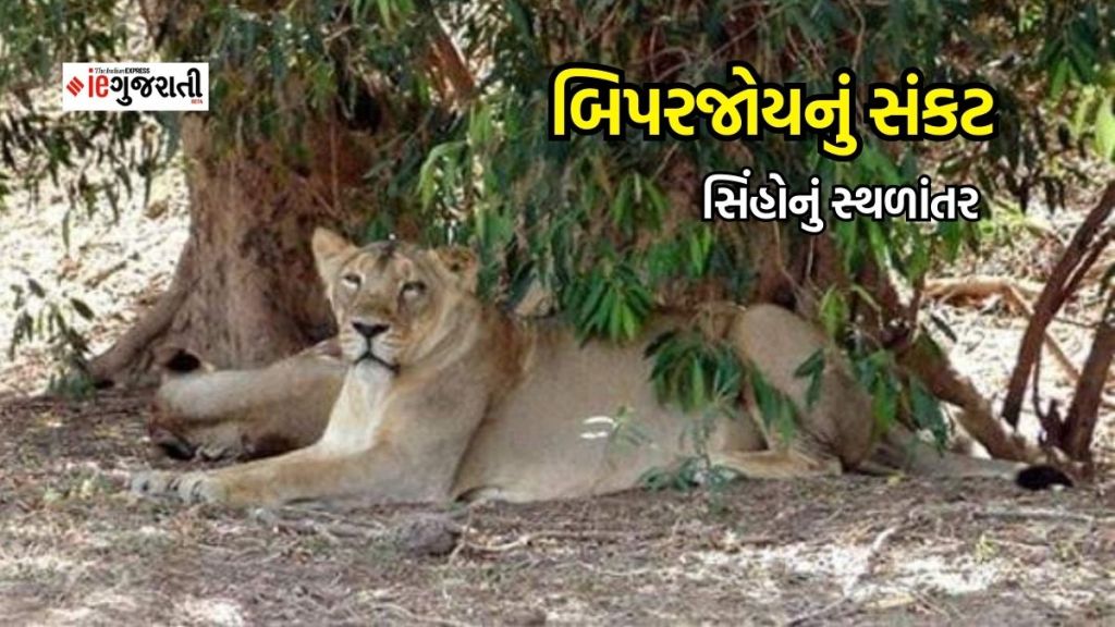Biparjoy cyclone updates: બિપરજોય ચક્રવાતના ભય વચ્ચે ગીરના જંગલમાંથી 100 સિંહોનું સ્થળાંતર
