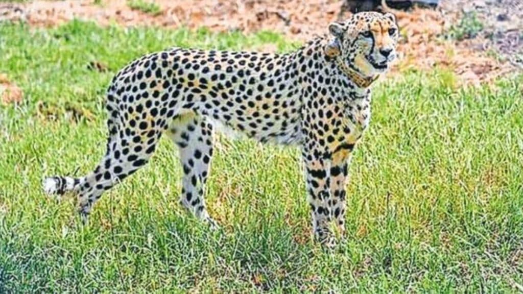Project Cheetah Kuno National Park : ભારતની ચિત્તા યોજનાને લઈને સંઘર્ષ, નામીબિયાના નિષ્ણાતોએ સંભવિત પતન વિશે આપી ચેતવણી
