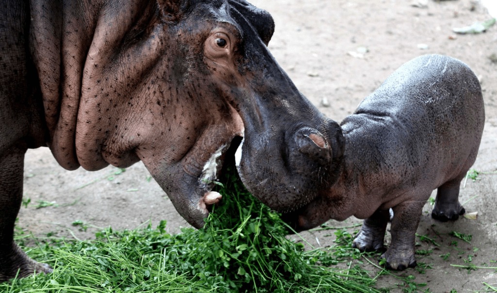 Vadodara zoo hippo attack