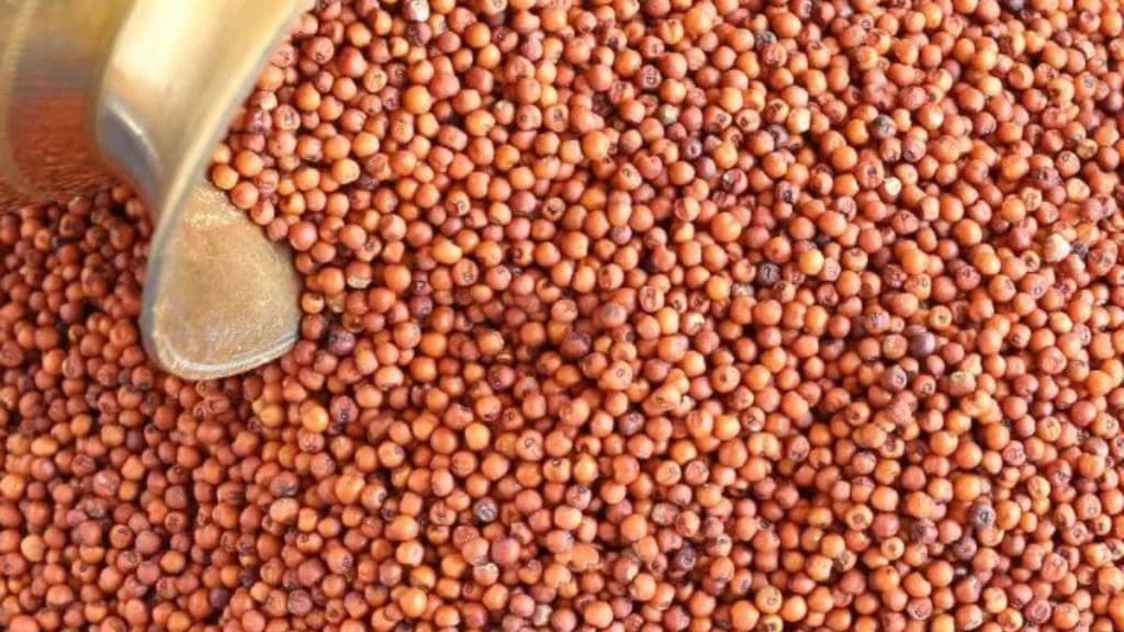 Myth Or Fact : કેલ્શિયમથી ભરપૂર, રાગી એ દૂધ અને અન્ય ડેરી ઉત્પાદનોનો આરોગ્યપ્રદ વિકલ્પ હોઈ શકે છે? જાણો અહીં Myth Or Fact : કેલ્શિયમથી ભરપૂર, રાગી એ દૂધ અને અન્ય ડેરી ઉત્પાદનોનો આરોગ્યપ્રદ વિકલ્પ હોઈ શકે છે? જાણો અહીં