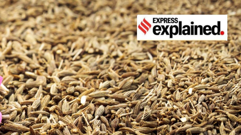 જીરાના ભાવ આસમાને: મસાલા પાકમાં તેજીના કારણ, કોને સૌથી વધુ ફાયદો, ગ્રાહકોને શું અસર થશે? જાણો જીરાના ભાવ આસમાને: મસાલા પાકમાં તેજીના કારણ, કોને સૌથી વધુ ફાયદો, ગ્રાહકોને શું અસર થશે? જાણો