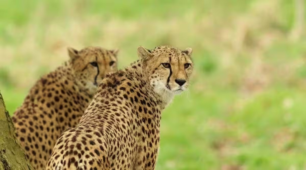Kuno cheetahs : છ કુનો ચિત્તાઓના ગળામાંથી રેડિયો કોલર કાઢી નખાયા, બેમાં ‘ગંભીર ચેપ’, સારવાર માટે ખસેડાયા