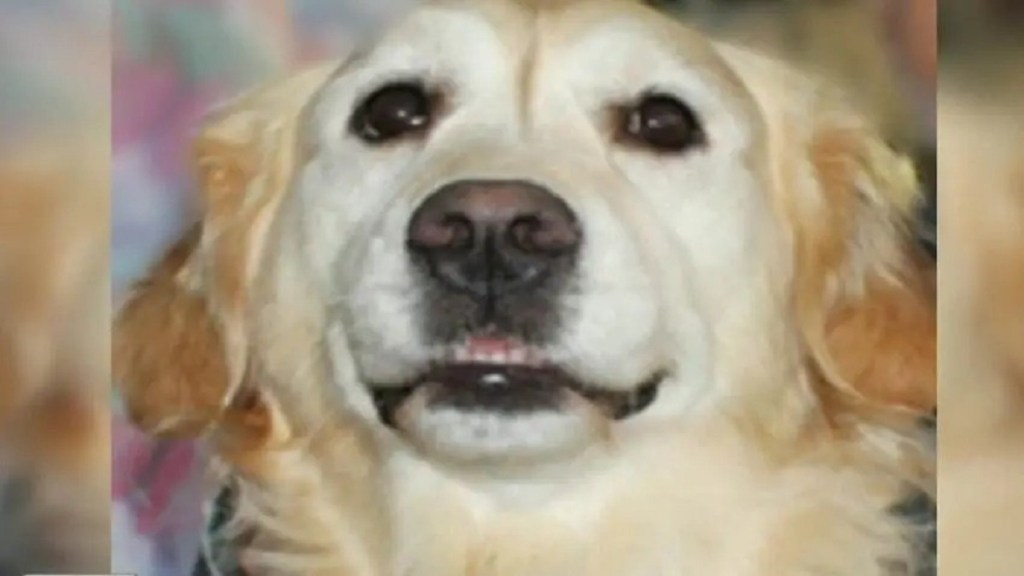 OMG! યુવકે શ્વાનને ભર્યા 12થી વધારે બટકાં, ઘાયલ ડોગીને હોસ્પિટલમાં દાખલ કરાવવો પડું OMG! યુવકે શ્વાનને ભર્યા 12થી વધારે બટકાં, ઘાયલ ડોગીને હોસ્પિટલમાં દાખલ કરાવવો પડું