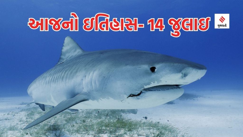 આજનો ઇતિહાસ 14 જુલાઇ: શાર્ક અવેરનેસ દિવસ- બેફામ શિકાર અને જળ પ્રદુષણથી વિશાળકાય શાર્કનું અસ્તિત્વ જોખમમાં આજનો ઇતિહાસ 14 જુલાઇ: શાર્ક અવેરનેસ દિવસ- બેફામ શિકાર અને જળ પ્રદુષણથી વિશાળકાય શાર્કનું અસ્તિત્વ જોખમમાં