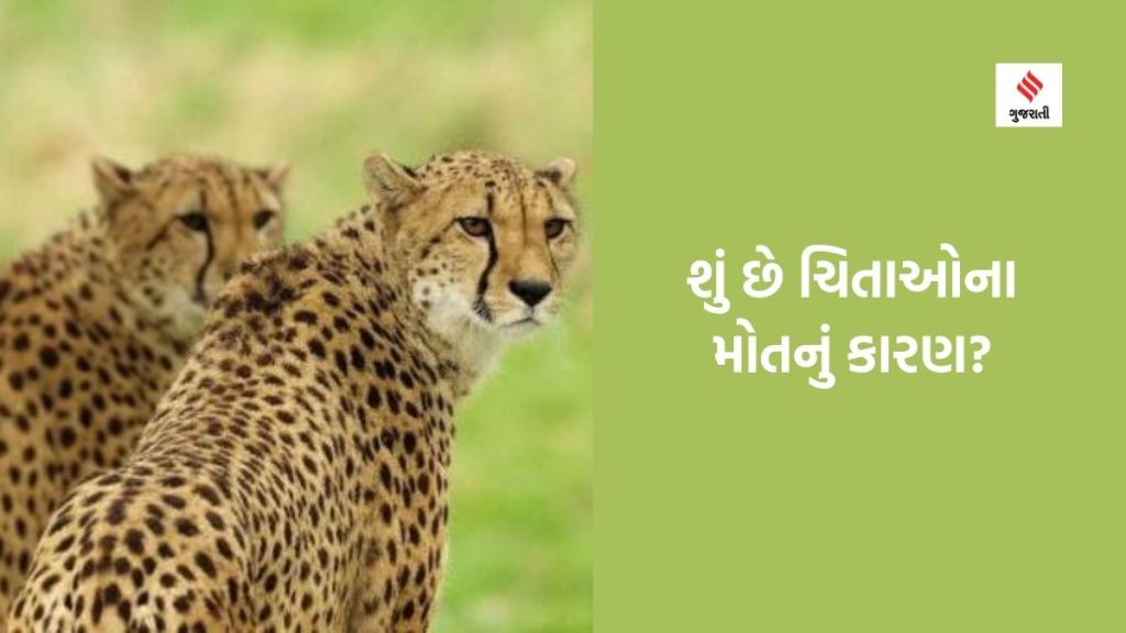 Cheetah Death : કુનોમાં વધુ એક ચિત્તાના મોત બાત તંત્ર હરકતમાં : અધિકારીઓ સંભવિત કારણ તરીકે ‘સેટેલાઇટ કોલર્સ’ શોધી રહ્યા છે