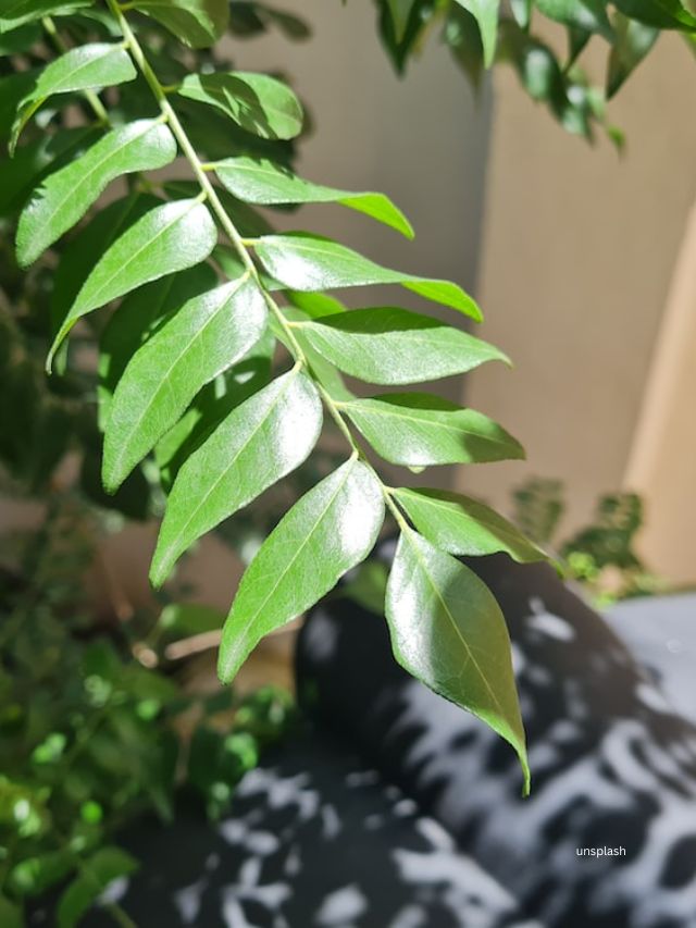 તેલની માલિશ વાળના ફોલિકલ્સને ઉત્તેજિત કરે છે, જે હેયરગ્રોથને ઝડપી બનાવે છે. તેમના એન્ટી-ફંગલ ગુણધર્મોને કારણે, તેઓ ખોપરી ઉપરની ચામડીને ચેપથી સુરક્ષિત કરે છે. મીઠા લીમડાના તેલનો ઉપયોગ શુષ્ક અને ફ્રઝી વાળની ​​સારવાર માટે કરી શકાય છે.