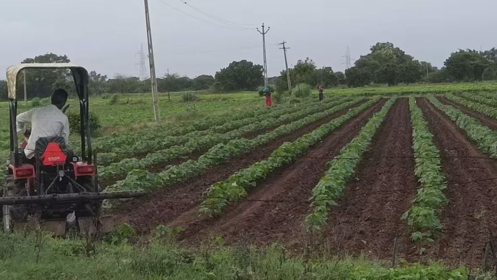 Gujarat Cotton Plantation : ગુજરાતમાં કપાસનું વાવેતર 26 લાખ હેક્ટરને વટાવી ગયું, 8 વર્ષનો રેકોર્ડ તોડ્યો