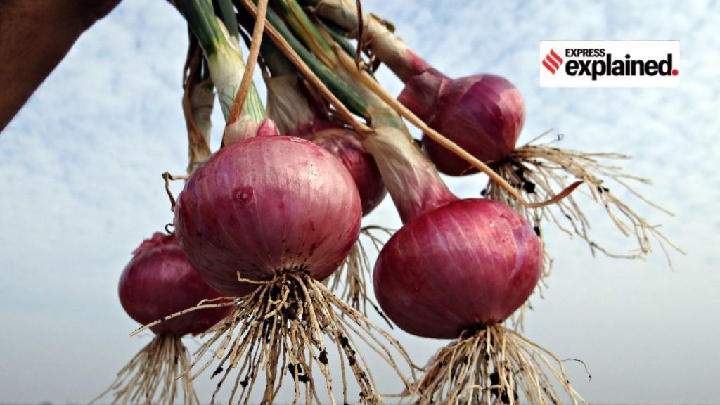 Onion Price: ટામેટા બાદ હવે ડુંગળી રડાવશે, આવક અને વાવેતર ઘટવાથી ડુંગળીના ભાવ વધશે Onion Price: ટામેટા બાદ હવે ડુંગળી રડાવશે, આવક અને વાવેતર ઘટવાથી ડુંગળીના ભાવ વધશે