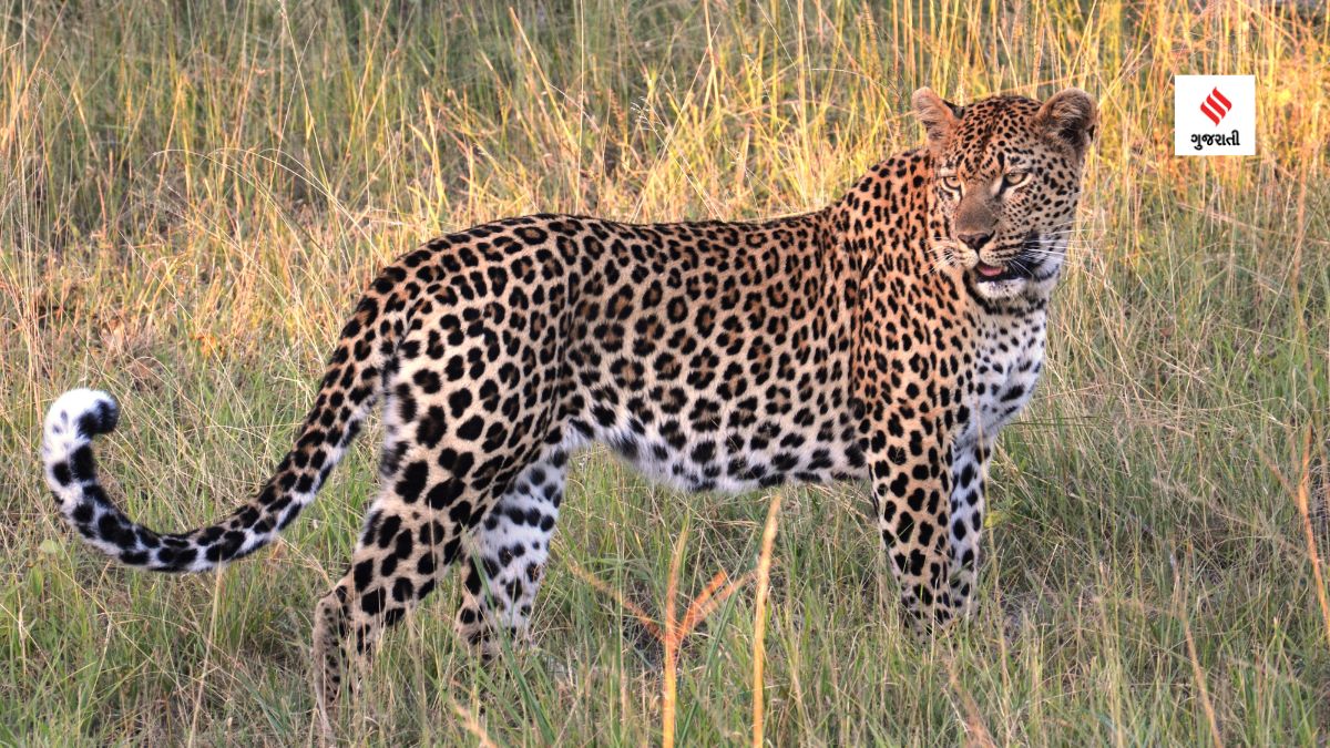 Lazy Load Placeholder Image