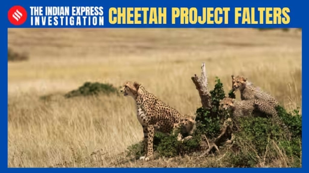 Cheetah Deaths: ચિંતાના મોત – કુનો નેશનલ પાર્કમાં તૈયાર માંસ, બેફામ શિકાર, રેડિયો કોલરની ઇજા, મોનેટરિંગમાં ખામીથી ચિંતા પ્રોજેક્ટ નિષ્ફળતાના આરે