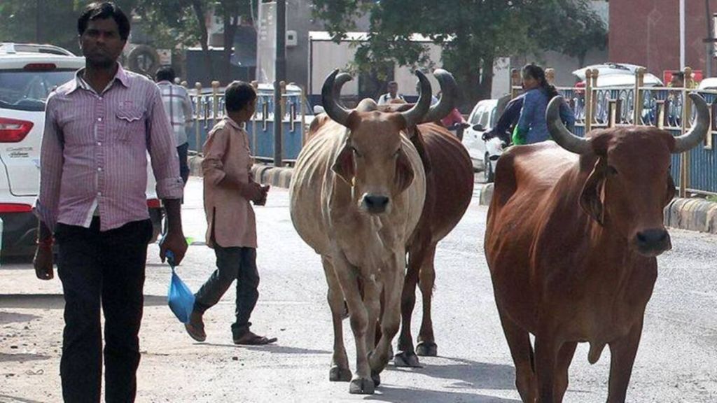 stray cattle problem: ગૌમૂત્ર, છાણમાંથી પણ પશુપાલકો કમાણી કરે તો રખડતા ઢોરની સમસ્યા સમાપ્ત થઈ શકે : રૂપાલા