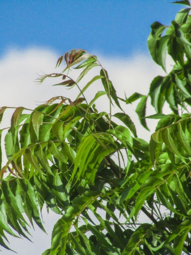 <strong>લીમડો અને નારિયેળનું તેલ :</strong> એક કપ લીમડા ની પેસ્ટ બનાવો. એક કપ નારિયેળનું તેલ લો. એક બાઉલમાં નારિયેળનું તેલ અને લીમડાની પેસ્ટ નાખી દો. હવે બને મિશ્રણએ મિક્સ કરી આશરે 5-10 મિનિટ સુધી ઉકાળો.ઠંડુ પડે એટલે તેલને ગાળી લો.