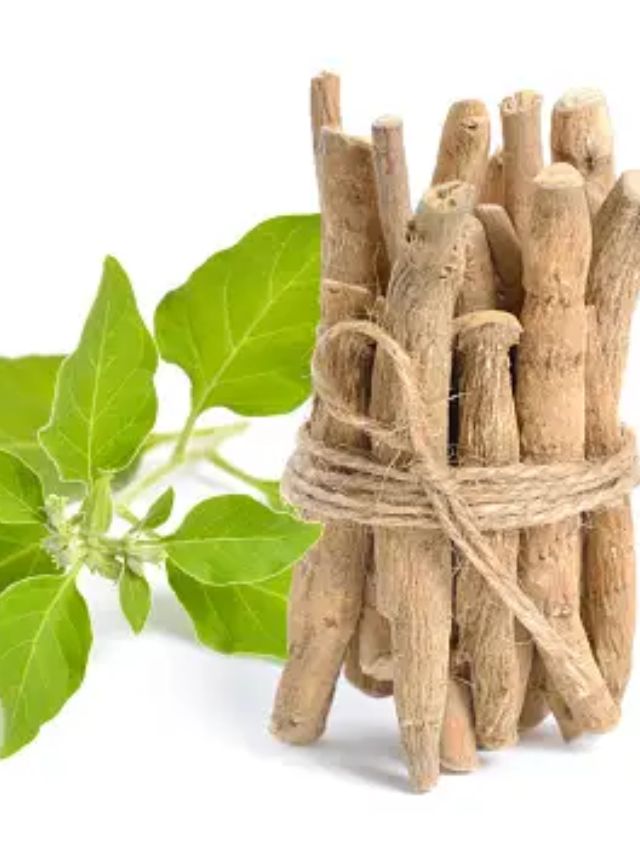 <strong>અશ્વગંધાના પત્તાનું કરો સેવન </strong>: સવારે અને સાંજે અશ્વગંધામાં 3-3 પાનનું સેવન કરો. આ ડાયટ લેવાથી એક મહિનામાં 15-20 કિલો સુધી વજન ઘટાડી શકાય છે.