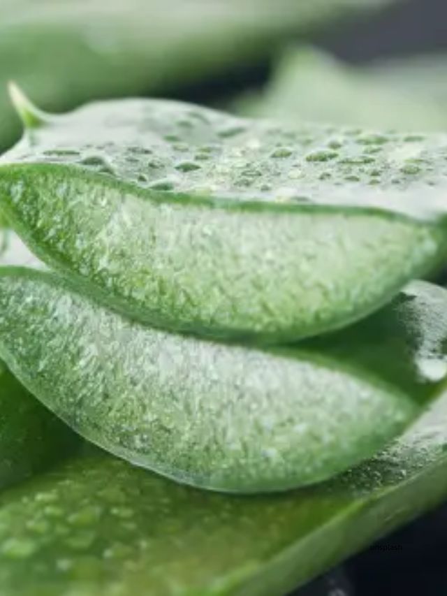 ત્વચાને સ્વસ્થ રાખવા માટે એલોવેરાનો ઉપયોગ કરો, એલોવેરામાં હીલિંગ ગુણધર્મો છે અને તે નવા કોષોની વૃદ્ધિને ઉત્તેજીત કરી શકે છે. તે મોઇશ્ચરાઇઝ કરે છે. તમે દરરોજ તમારો ચહેરો ધોયા પછી એલોવેરાનો ઉપયોગ તમારી ત્વચાને સ્વસ્થ ગ્લો આપી શકે છે.