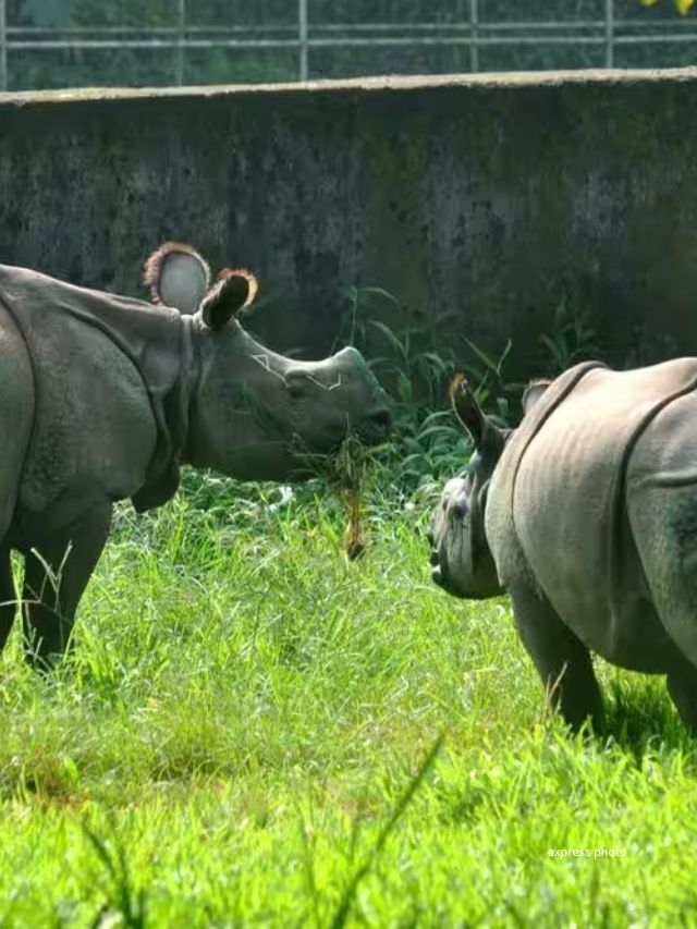 <strong>કાઝીરંગા પાર્ક : </strong>એક શિંગડાવાળા ગેંડાની વિશ્વની સૌથી મોટી વસ્તી તેમજ વાઘ, હાથી, દીપડો અને રીંછ જેવા ઘણા સસ્તન પ્રાણીઓનું ઘર, આસામમાં આવેલ કાઝીરંગા રાષ્ટ્રીય ઉદ્યાન એ પૂર્વ ભારતના છેલ્લા વિસ્તારોમાંનો એક છે, ત્યાં હજારો પક્ષીઓની પ્રજાતિઓ પણ ધરાવે છે, જે પ્રકૃતિ અને વન્યજીવન ઉત્સાહીઓ માટે એક આદર્શ સ્થળ છે.