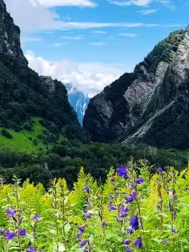 <strong>નંદા દેવી અને વેલી ઓફ ફ્લાવર્સ નેશનલ પાર્ક :</strong> ઉત્તરાખંડમાં આવેલ રાષ્ટ્રીય ઉદ્યાન તેના સ્થાનિક આલ્પાઇન ફૂલો અને સમૃદ્ધ કુદરતી સૌંદર્ય માટે જાણીતું છે. એશિયાટિક કાળા રીંછ, બરફ ચિત્તો, ભૂરા રીંછ અને વાદળી ઘેટાં જેવી ભયંકર પ્રજાતિઓનું ઘર છે, આ વિસ્તારમાં સમૃદ્ધપણે વૈવિધ્યસભર વનસ્પતિ અને પ્રાણીસૃષ્ટિ છે.