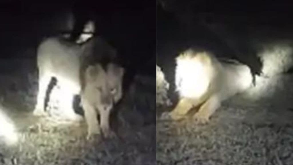 Gujarat Gir Lion vedio : સિંહને હેરાન કરનાર, લાયન શોના વીડિયો બનાવનારની હવે ખેર નહીં, ગીર ફોરેસ્ટ વિભાગ એક્શનમાં Gujarat Gir Lion vedio : સિંહને હેરાન કરનાર, લાયન શોના વીડિયો બનાવનારની હવે ખેર નહીં, ગીર ફોરેસ્ટ વિભાગ એક્શનમાં