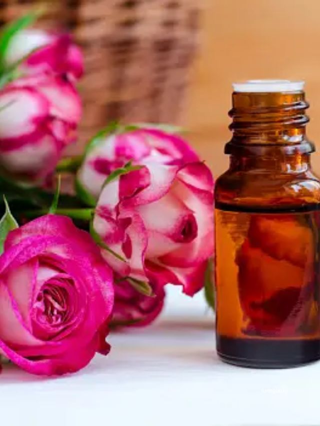 <strong>રોઝ ઓઇલ: </strong>જંગલી ગુલાબના છોડના રસથી સ્કિન પરના જિદ્દી ડાઘ દૂર કરી શકીએ છીએ.