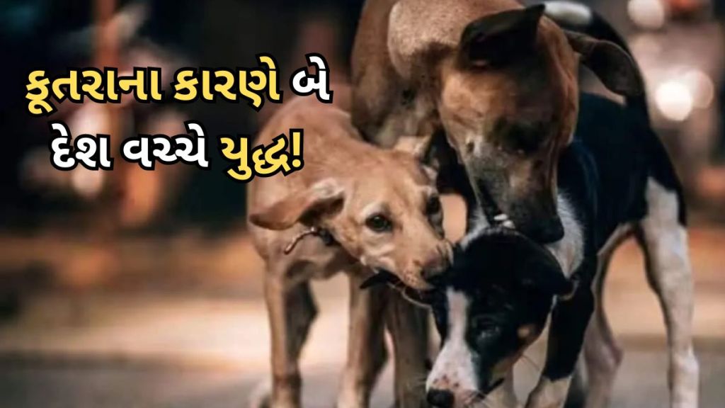war of the stray dog : જ્યારે એક કૂતરાને કારણે બે દેશ વચ્ચે શરૂ થયું યુદ્ધ, જાણો શું હતું ‘વૉર ઑફ ધ સ્ટ્રે ડોગ’ war of the stray dog : જ્યારે એક કૂતરાને કારણે બે દેશ વચ્ચે શરૂ થયું યુદ્ધ, જાણો શું હતું ‘વૉર ઑફ ધ સ્ટ્રે ડોગ’