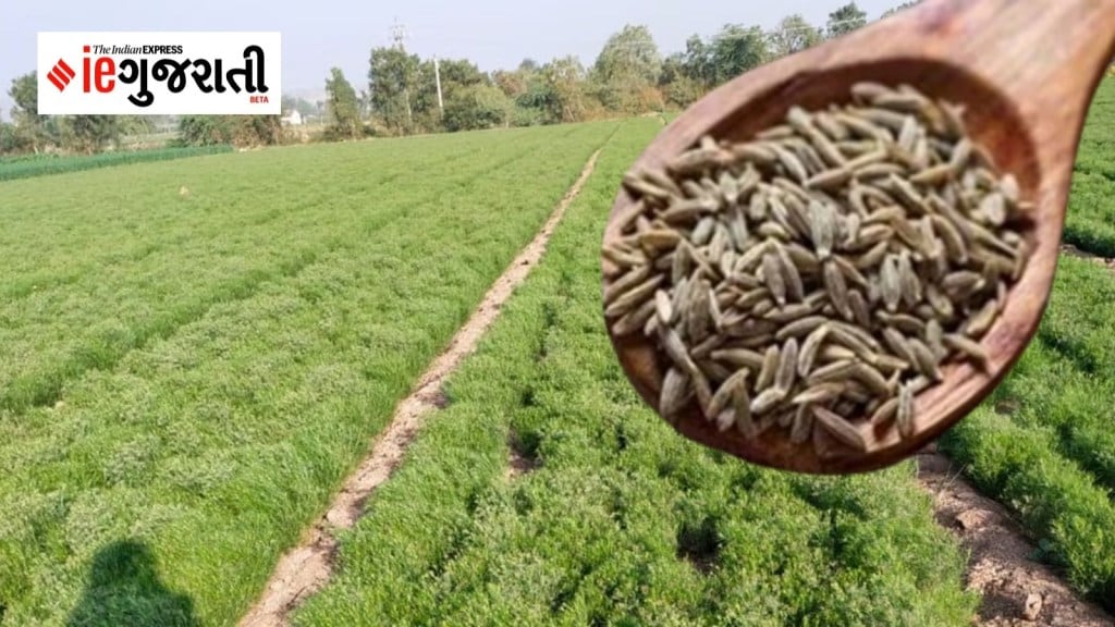 Gujarat Rajasthan Jeera Cultivation : જીરુંનું વાવેતર વધ્યું, શા માટે ગુજરાત અને રાજસ્થાનના ખેડૂતો વધુ આકર્ષાયા?
