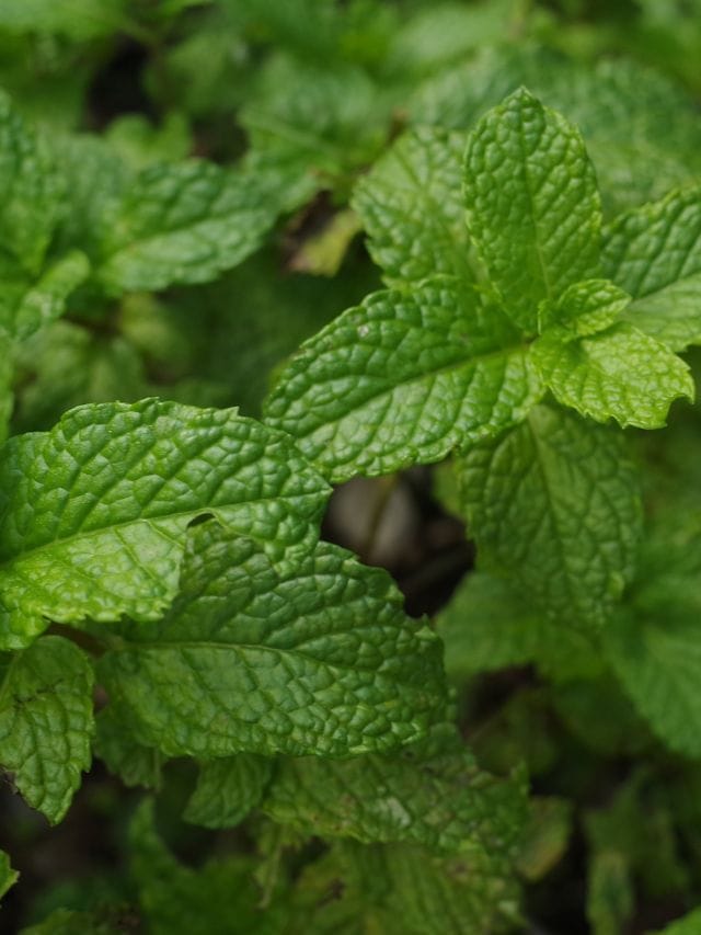 <strong>ફુદીનો</strong>: ફુદીનાના પાંદડામાં એન્ટીઑકિસડન્ટ રોઝમેરીનિક એસિડની હાજરી તમારી ત્વચામાં રક્ત પરિભ્રમણને સુધારીને લાભ આપે છે જે તેને સ્વસ્થ અને હાઇડ્રેટેડ રાખે છે.