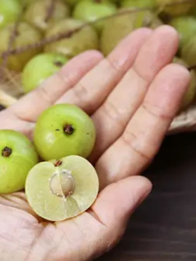 તે એક મજબૂત એન્ટિ-હાયલ્યુરોનિડેઝ પ્રવૃત્તિ પણ ધરાવે છે જે હાઈલ્યુરોનિક એસિડમાં વધારો સૂચવે છે , અને ત્વચાની અકાળ વૃદ્ધત્વ, એટલે કે, કરચલીઓની રચનાને રોકવા માટે અત્યંત ફાયદાકારક છે.