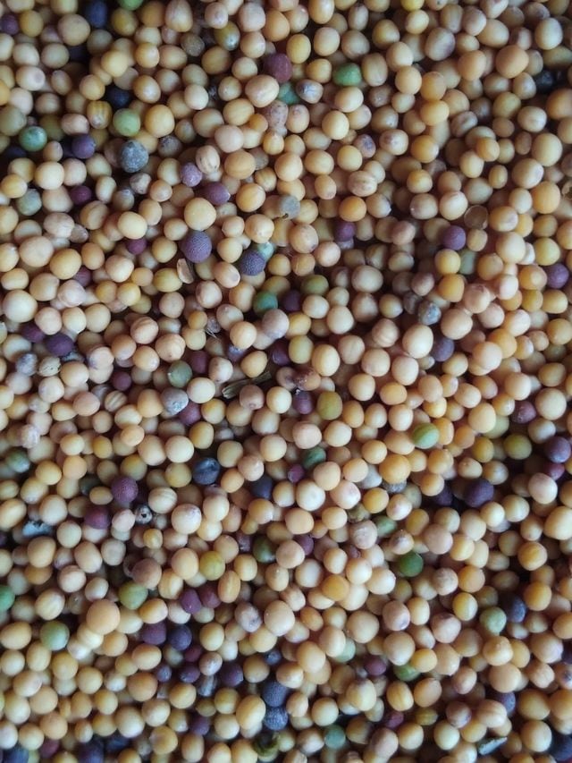 રાઈ પ્રકૃતિમાં આલ્કલાઇન હોય છે, જે શરીરના pH સંતુલન જાળવવામાં મદદ કરે છે. રાઈ તેના ઉચ્ચ પાણીની સામગ્રીને કારણે સારી હાઇડ્રેશન પ્રદાન કરે છે અને આવશ્યક સૂક્ષ્મ પોષકતત્ત્વો પૂરા પાડે છે. તેની ફાઇબર સામગ્રી પાચન પ્રક્રિયામાં અને શરીરમાંથી ઝેર દૂર કરવામાં મદદ કરે છે.