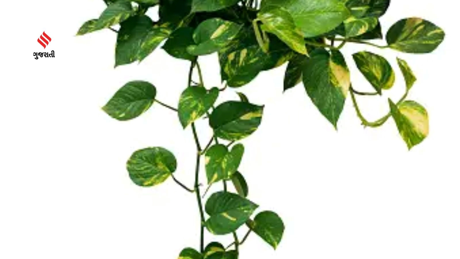 money-plant-how-to-grow-money-plant-how-to-grow-money-plant-at-home