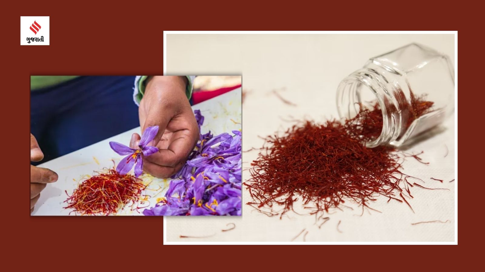 Saffron Harvesting At Home In Gujarati saffron harvesting at home in