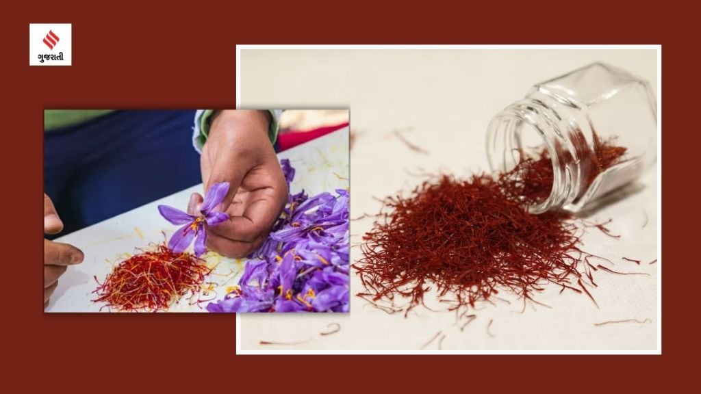 Saffron Harvesting At Home : ભારતનો સૌથી મોંઘો મસાલો કેસર ઘરે આ રીતે ઉગાડો, જાણો કેસરના ફાયદા