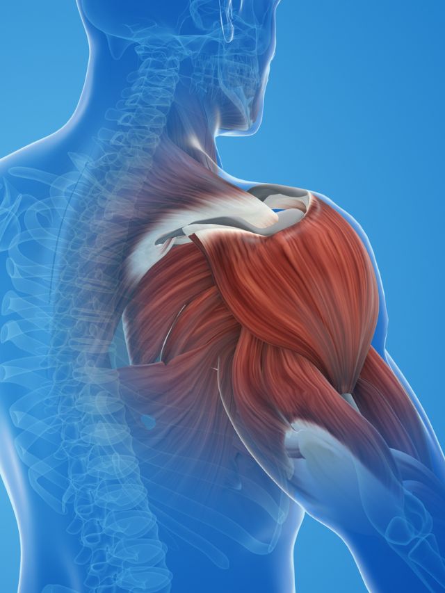 <strong>નિયમિત રીતે 30 મિનિટ દોડવાના ફાયદા :</strong><br>દોડવાથી તમારા પગના સ્નાયુઓ મજબૂત બને છે જે તમને ફિટ અનુભવે છે.