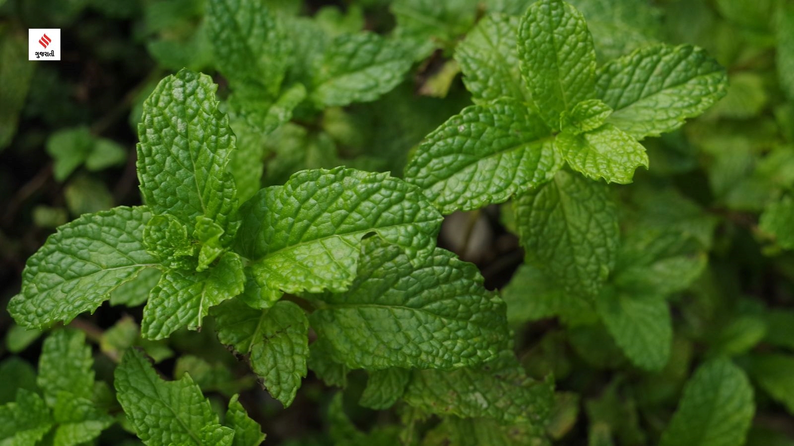 gujarati health tips Benefits Peppermint Leaves In gujarati mint leave