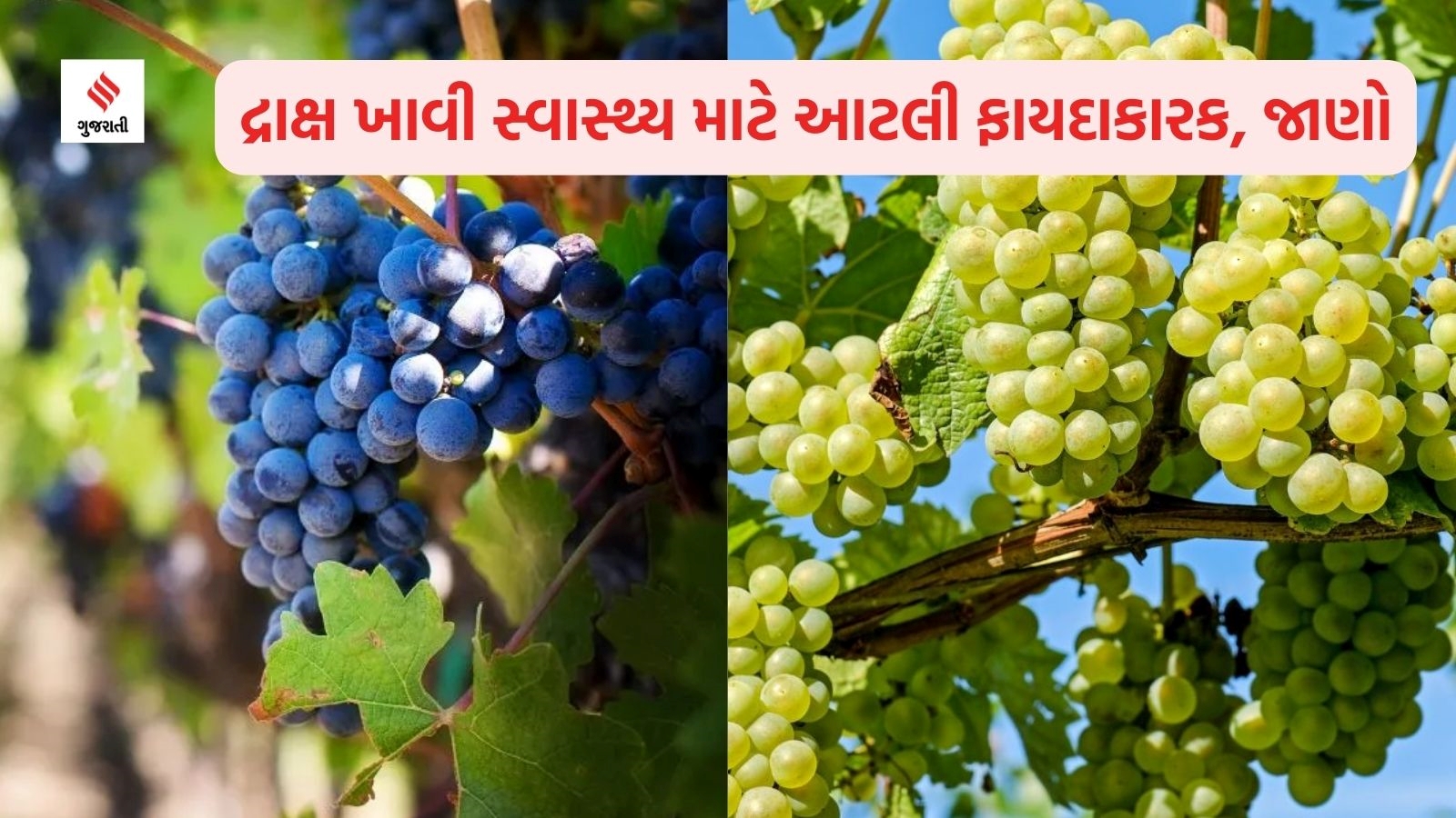 Health benefits of Grapes In gujarati winter health tips In gujarati