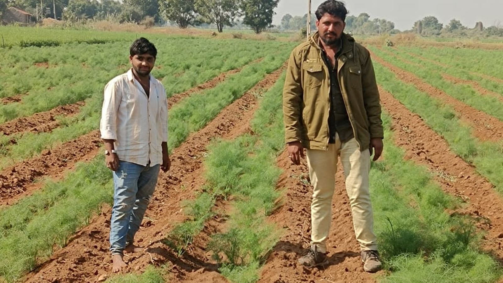 ગુજરાત માં વરિયાળીનું વાવેતર Triple record cultivation of fennel in