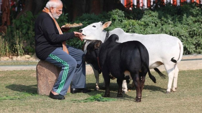 makar sankranti 2024 : મકરસંક્રાંતિના શુભ પ્રસંગે સ્નાન અને દાન કરવાની પરંપરા છે. આ સિવાય આ દિવસે ગાયોની સેવા કરવાનું પણ વધારે મહત્વ છે. હિન્દુ રિત રિવાજ અને માન્યતાઓમાં ગાયને માતાનો દરજ્જો આપવામાં આવ્યો છે.